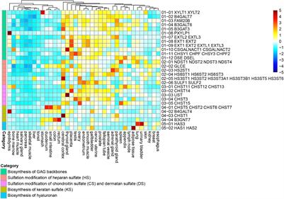 Novel Insight Into Glycosaminoglycan Biosynthesis Based on Gene Expression Profiles